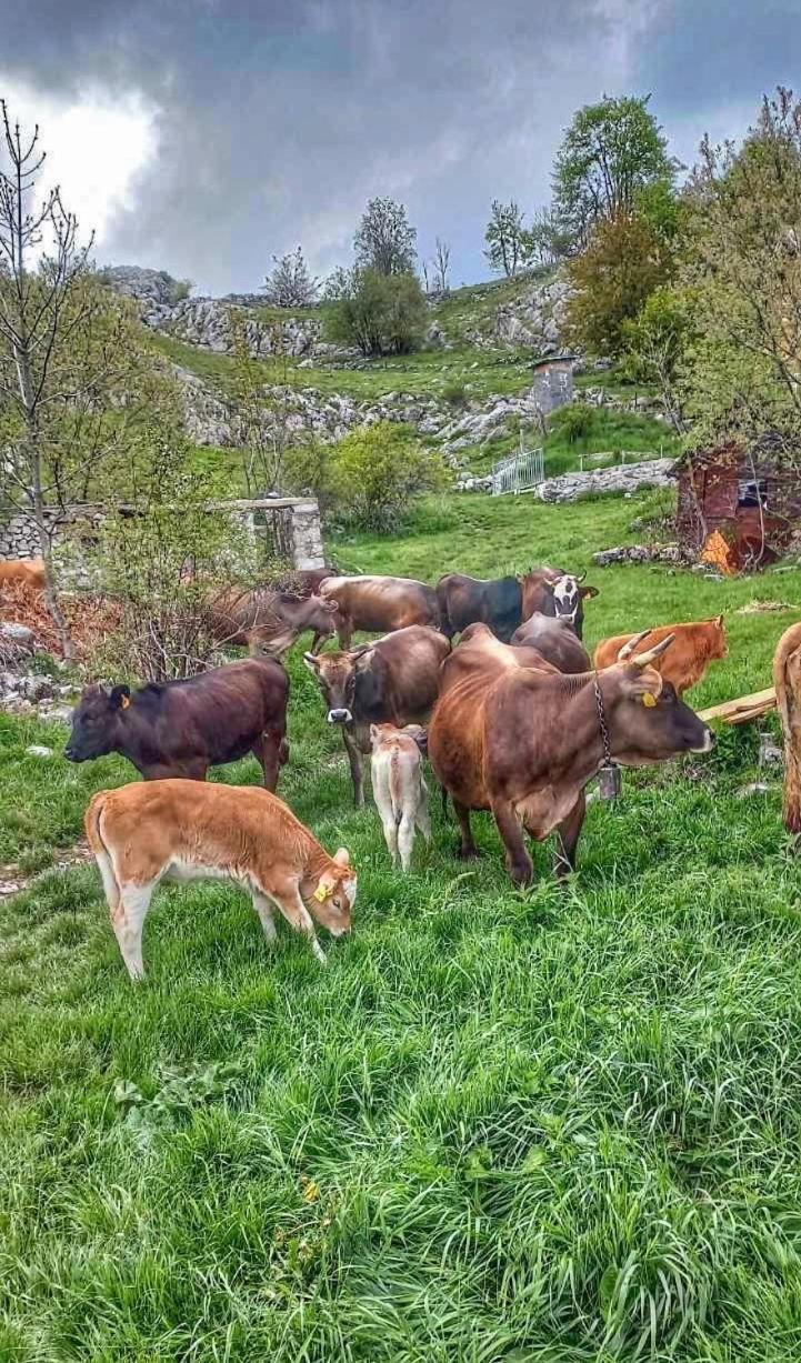 Konak Umoljani Luaran gambar